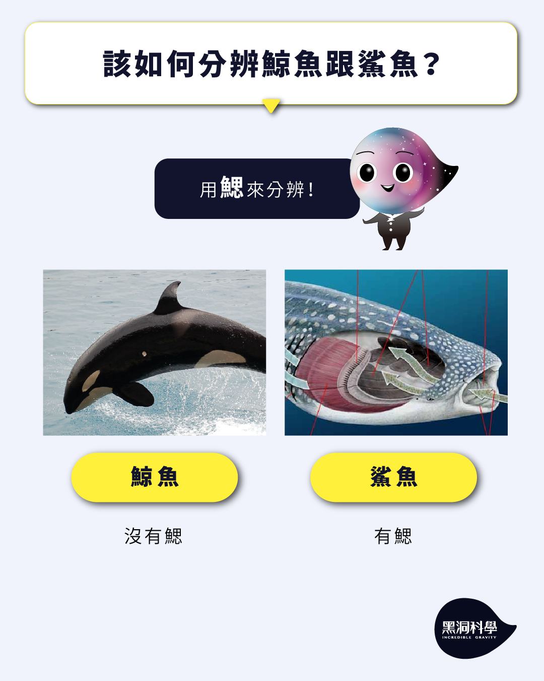 自然課本裡的冷知識ep.08-【鯨鯊是鯨魚還是鯊魚？】 - 黑洞科學教育
