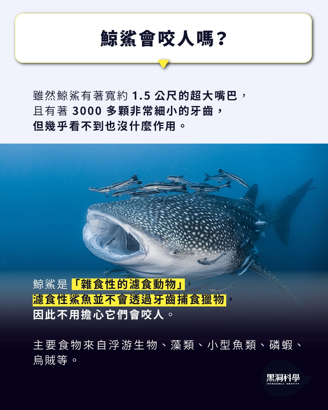 自然課本裡的冷知識ep.08-【鯨鯊是鯨魚還是鯊魚？】 - 黑洞科學教育